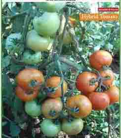 Hybrid Tomato TMTH 2226