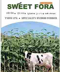 Sweet Sorghum Hybrid Sweet For (TMFH 1275)