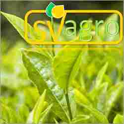 Herbal Green Tea Extract (Camellia Sinensis)