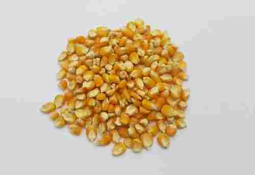 Dried Yellow Corn