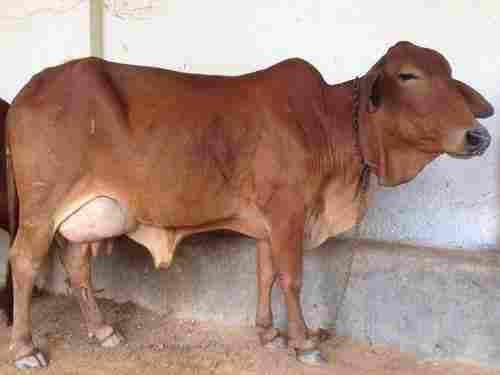 Free from Any Diseases Sahiwal Cow