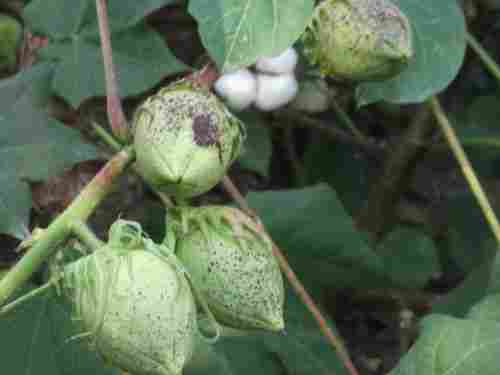 Raw Cotton (Sanjivani 210 Bg Ii)