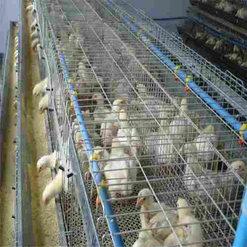 Hot Sale Poultry Farm Layer Farm Chicken Cage For Poultry Equipment