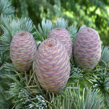 Atlas Cedar