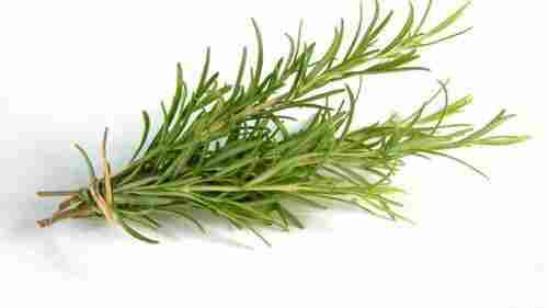 Best Rosemary Herb