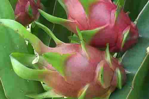 Fresh Pitaya Fruits