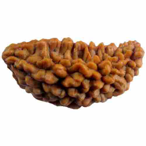 1 Mukhi Rudraksha Beads