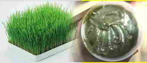 Natural Wheat Grass Ointment