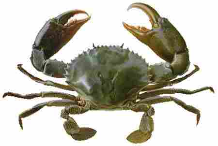 Sea Crab