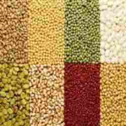 Nutrition Rich Pulses