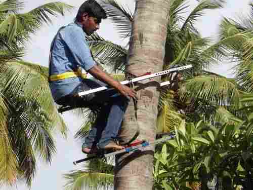Coconut Tree Climber