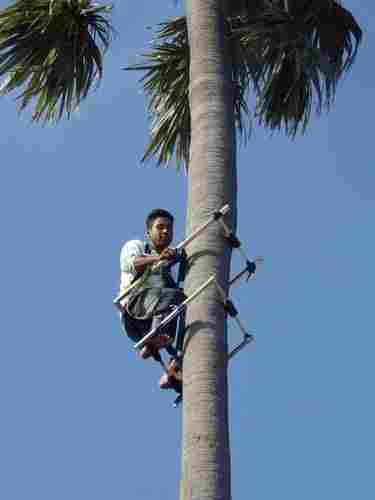 Palm Tree Climber