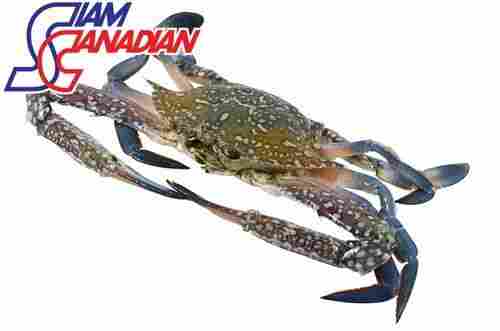 Swimming Crab Charybdis Japonica