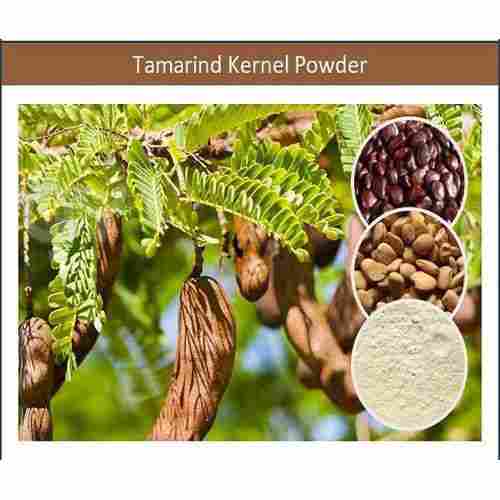 Pure Tamarind Kernel Powder