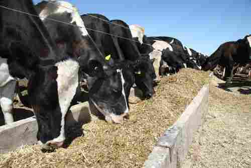 NEEL Cattle Feed Supplements