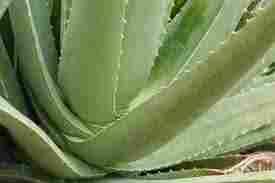 Aloe Vera Leaves Or Pulp