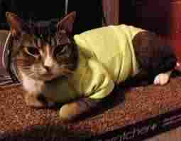 Pet Shirts For Cats