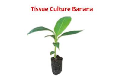 Banana Tissue Culture Plant 
