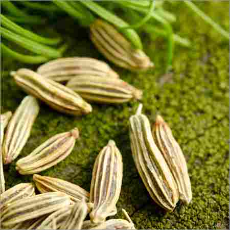 Organic Pure Fennel Seeds