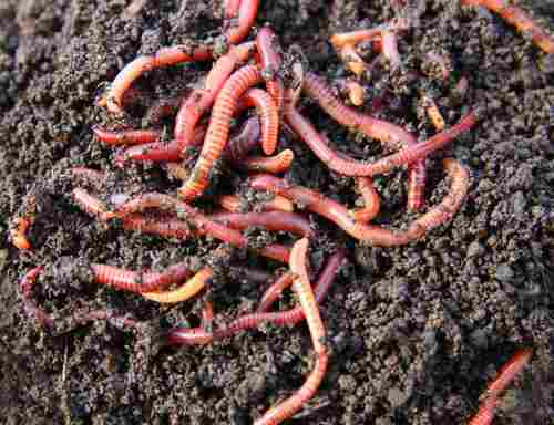Earthworm Compost Fertilizer