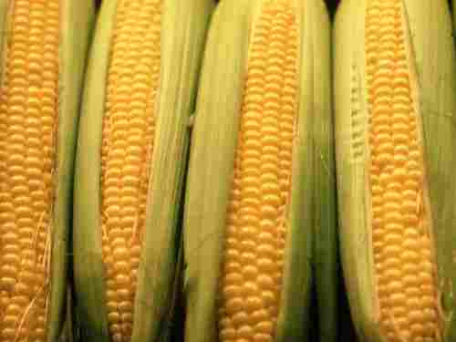 Yellow Maize Corn