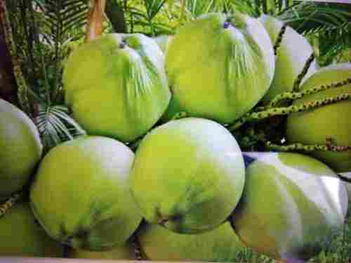 Fresh Green Coconuts