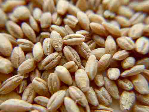 Dehulled Hulled Barley