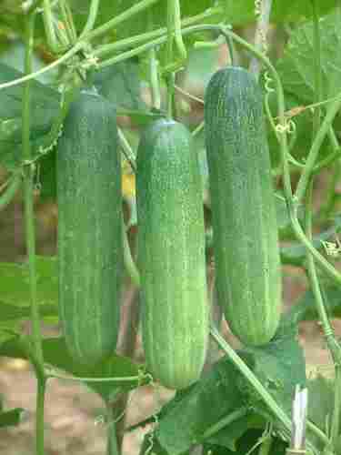 Mahima Hybrid Cucumber Seeds