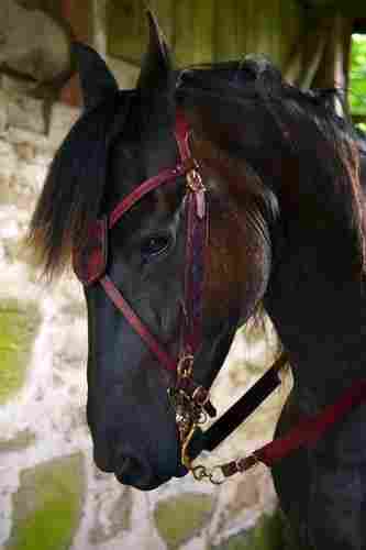 Moisture And Heat Resistance Horse Bridle