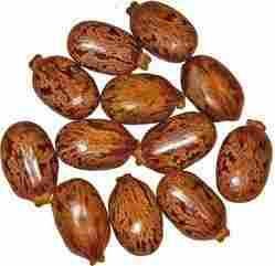 Castor Bean Seeds