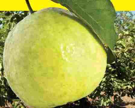 White Guava Puree 