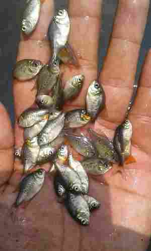 Rup Chanda Fishes