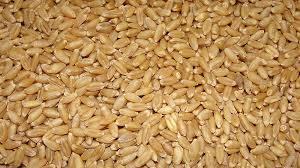 Durum And Milling Wheat