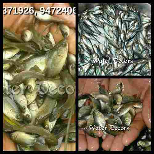 Monosex Telapiya Fish Seeds