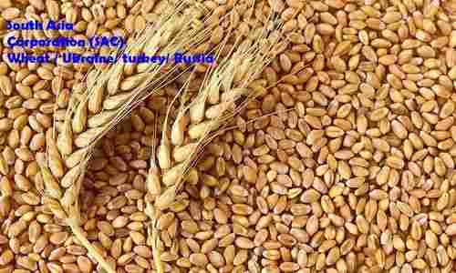 Wheat Grain