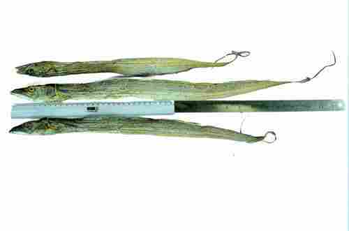 Dry Fish Ribbon Fish (1 to 2 foot in Length) For Human Consumption
