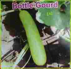 Bottle Gourd