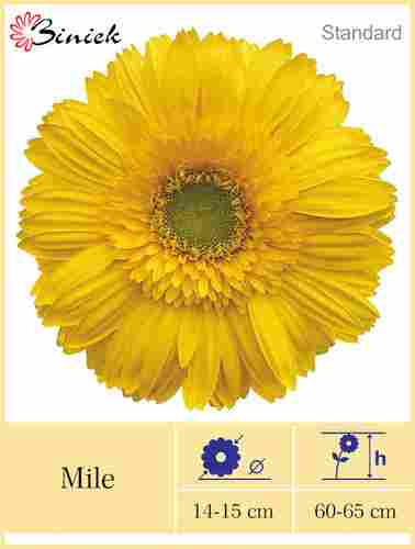 Yellow Gerbera Plants Mile Flower 14-15 cm