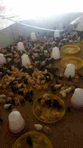 Desi Pure Poultry Chicks