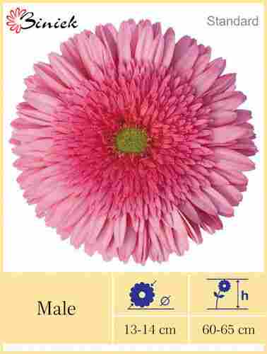 Gerbera Plants Male Flower 13-14 cm