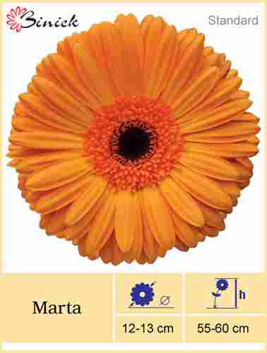 Gerbera Plants Marta Flower 12-13 cm