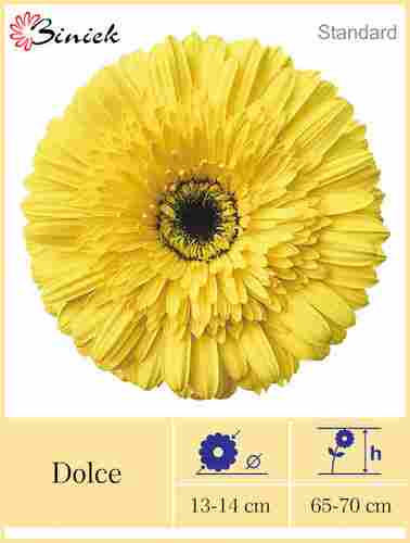 Yellow Gerbera Plants Dolce 13-14 cm