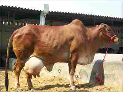 Good Breed Sahiwal Cow