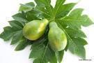 Natural Papaya Leaves