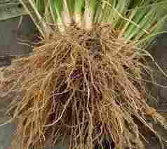 Vetiver Roots