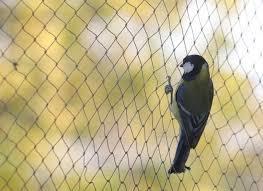 Protection Bird Net