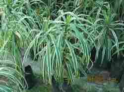 Agestifolia Plant