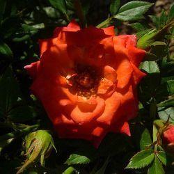 Button Rose Flower