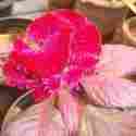 Celosia Flower Plant