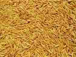 Paddy Seeds